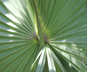 9th Apr 2014 - palmetto 