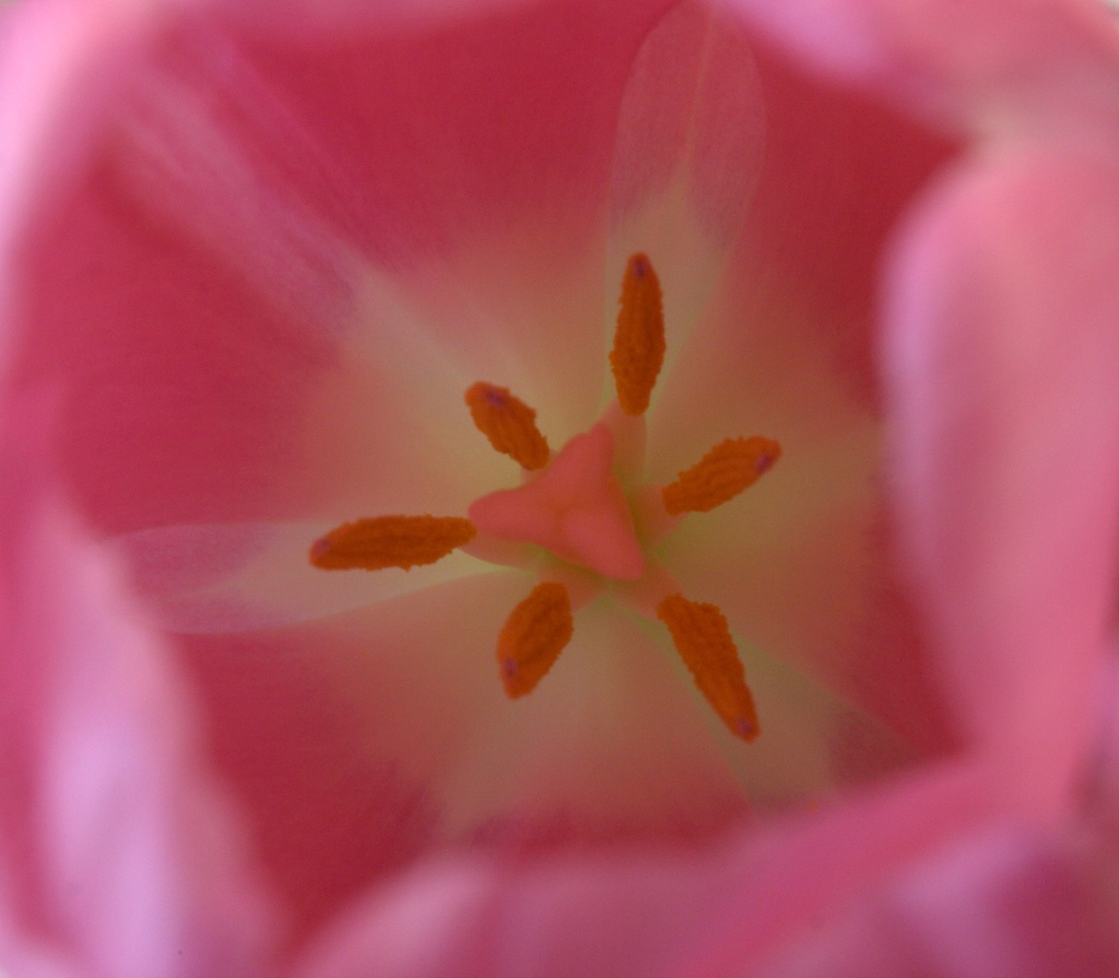 Day 99: Tulip by sheilalorson
