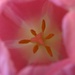 Day 99: Tulip by sheilalorson