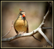 1st Apr 2014 - Cardinal on the fig tree