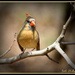 Cardinal on the fig tree by vernabeth