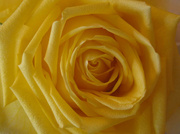 9th Apr 2014 - Yellow Rose