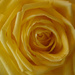 Yellow Rose by april16