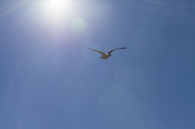 9th Apr 2014 - Soaring Gull