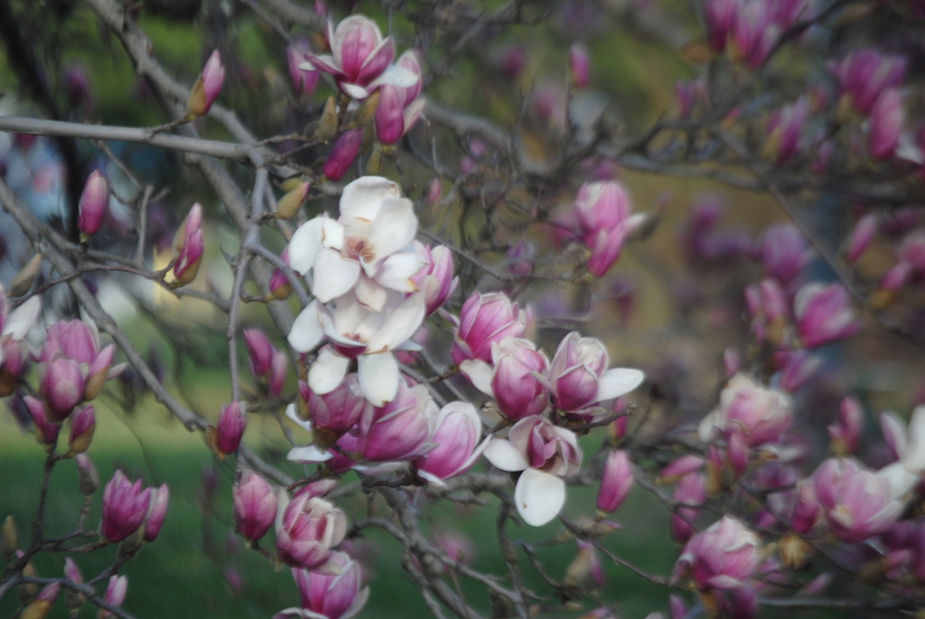 Annual Blossoming of the Tulip Magnolia by genealogygenie