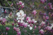 5th Apr 2014 - Annual Blossoming of the Tulip Magnolia