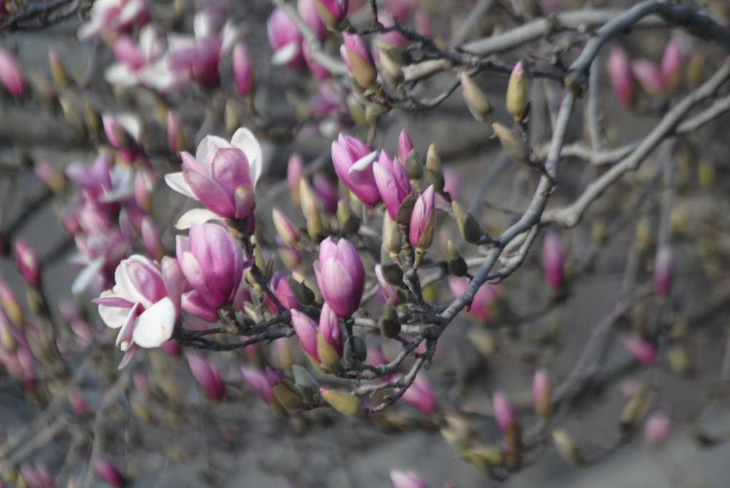 Tulip Magnolia, Take 2 by genealogygenie