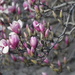 Tulip Magnolia, Take 2 by genealogygenie