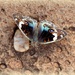 Meadow Argus Butterfly by leestevo