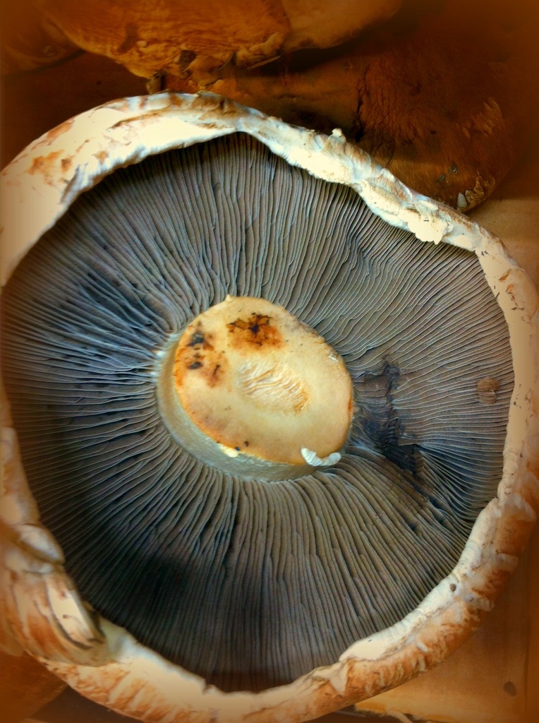 Underside of a mushroom by judyc57