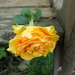 a rose left on a seat..... by quietpurplehaze