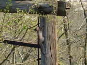 10th Apr 2014 - Young squirrel