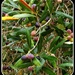 Ripening Olives by cruiser