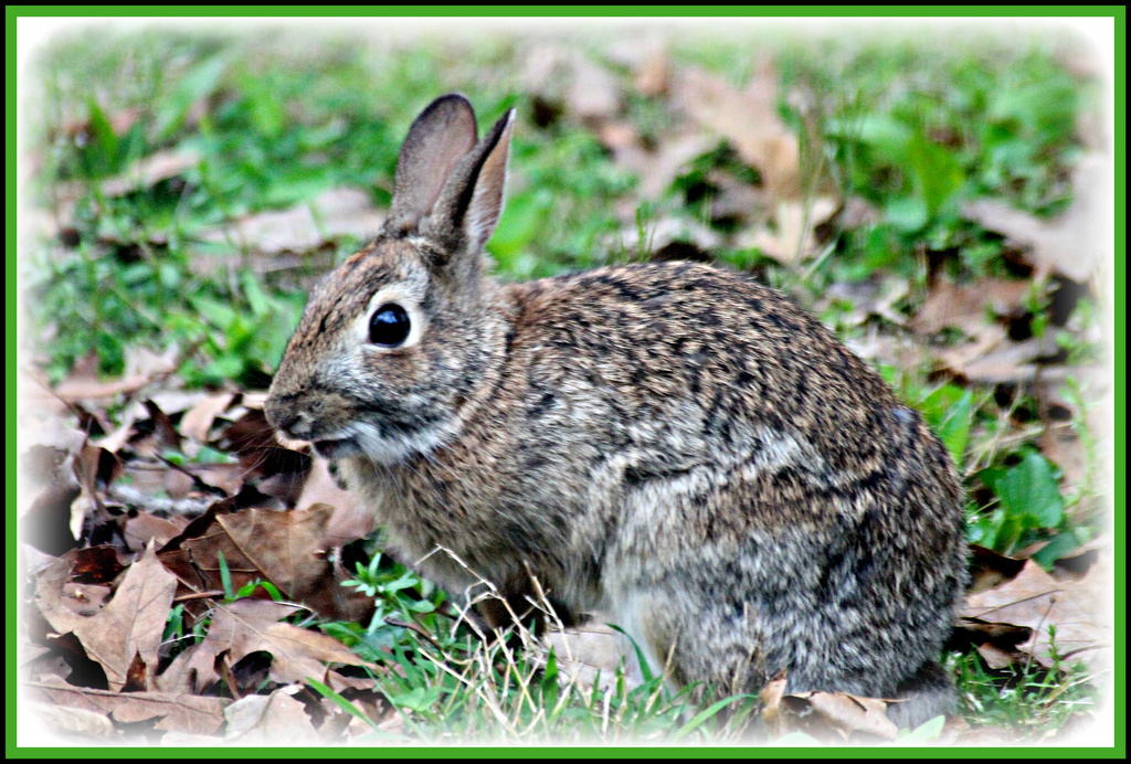 Here comes Peter Cottontail by vernabeth
