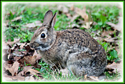 2nd Apr 2014 - Here comes Peter Cottontail