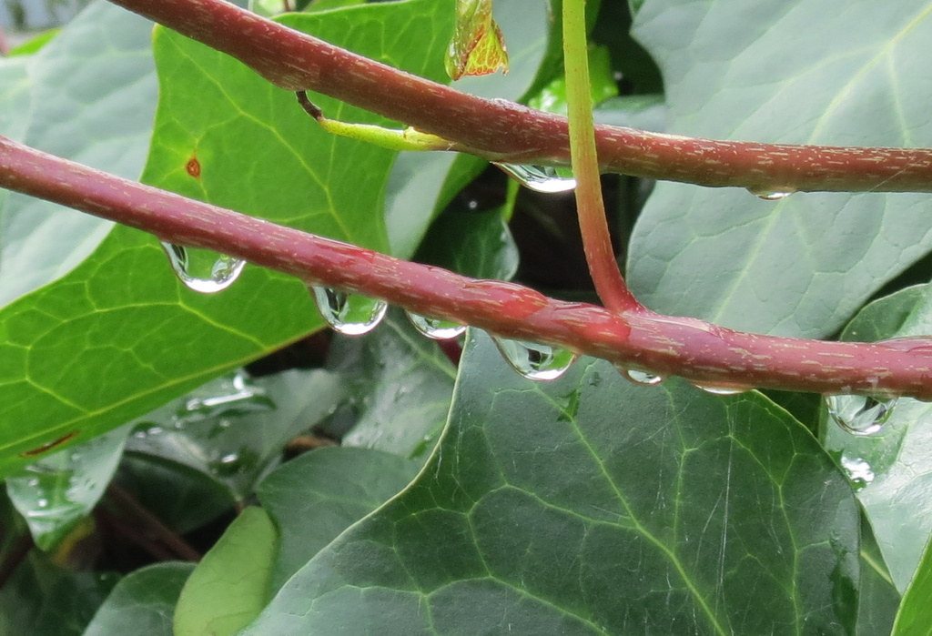 Raindrops - day 2 by kiwiflora