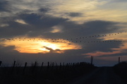10th Apr 2014 - Flight of Geese Over an Eagle Cloud
