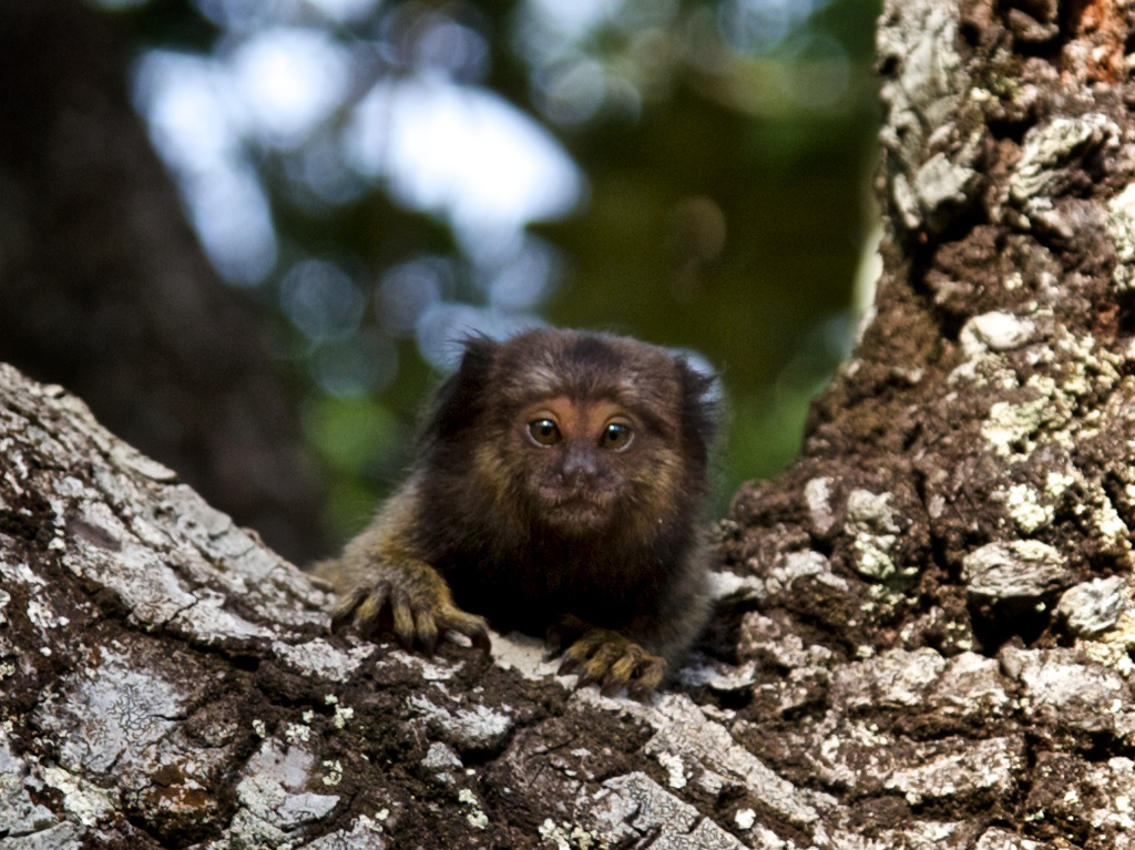 Baby Marmoset Monkey by jyokota