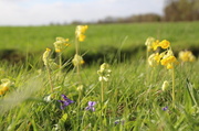 9th Apr 2014 - First  cowslips