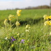 First  cowslips by busylady