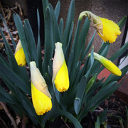 4th Apr 2014 - Daffodils Are Ready To Bloom
