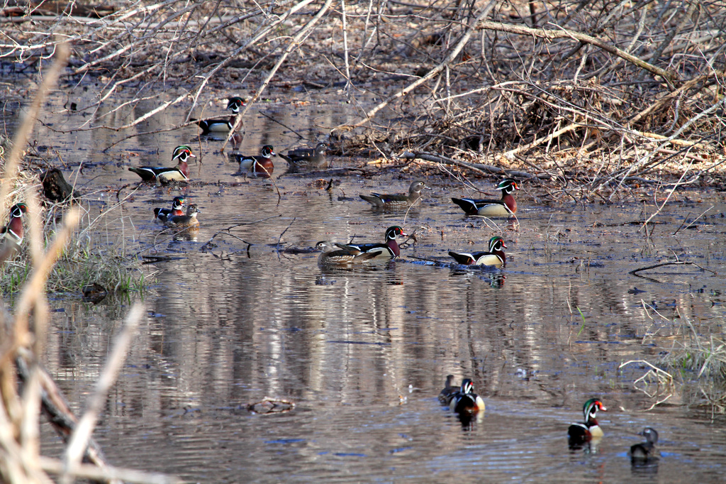 A Gathering of Wood Ducks by tosee