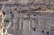 10th Apr 2014 - A Gathering of Wood Ducks