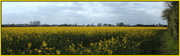 9th Apr 2014 - Fields of yellow