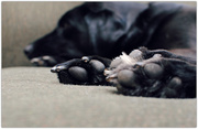 11th Apr 2014 - A Precious Pile of Puppy Paws