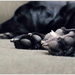 A Precious Pile of Puppy Paws by alophoto