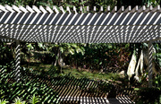 26th Feb 2014 - Zebra in the Burle Marx Garden 