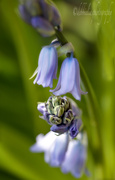 8th Apr 2014 - 8.4.14 Bluebell