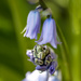 8.4.14 Bluebell by stoat