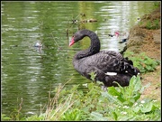 10th Apr 2014 - Black swan