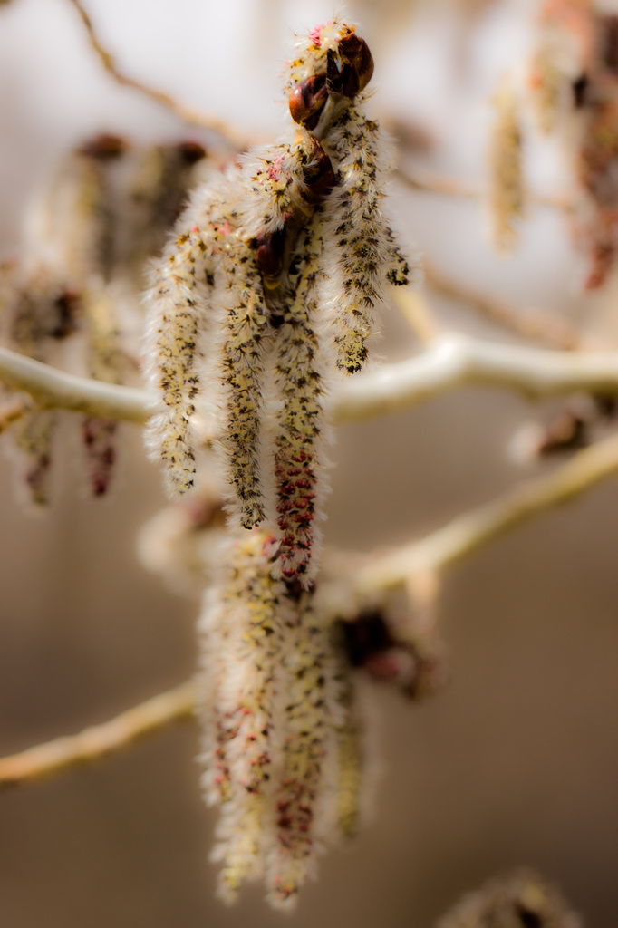 catkins by aecasey
