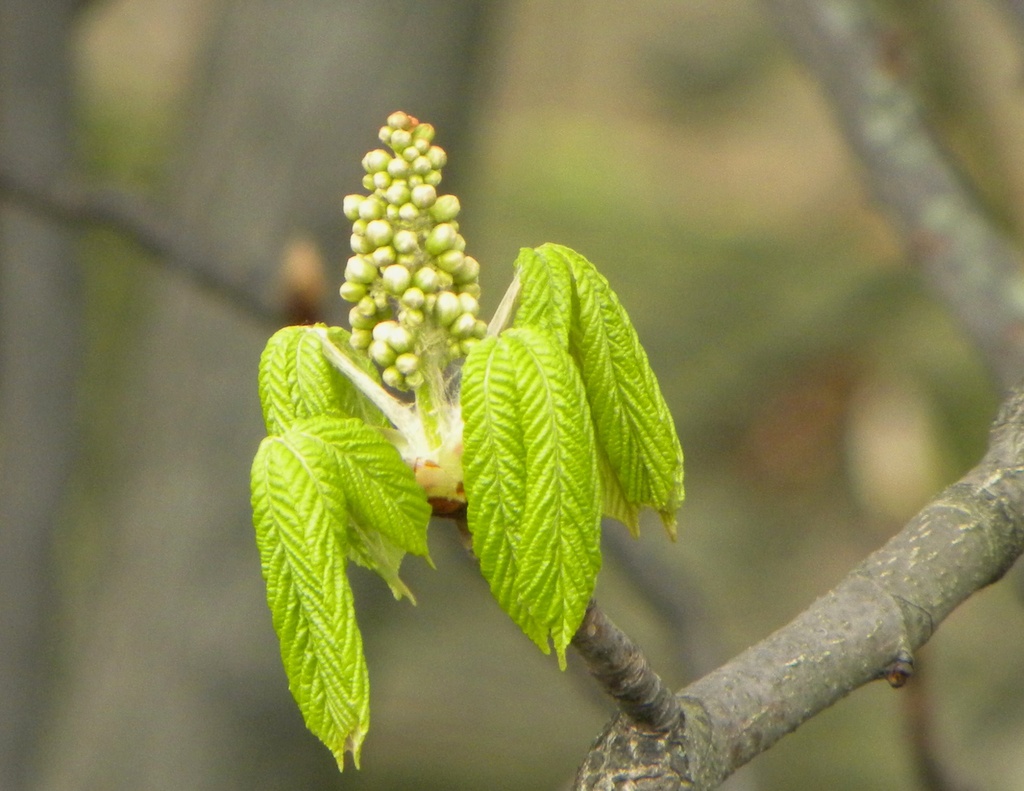 Horse Chestnut Candle by oldjosh