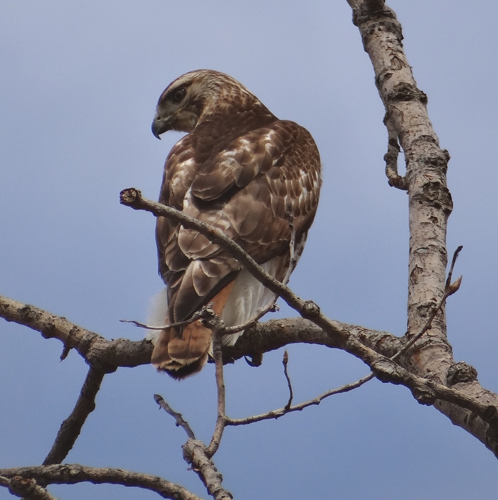 Red-tailed Hawk by annepann