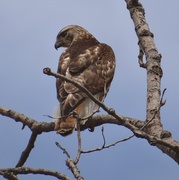 10th Apr 2014 - Red-tailed Hawk