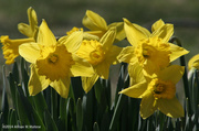 10th Apr 2014 - First Daffodils 