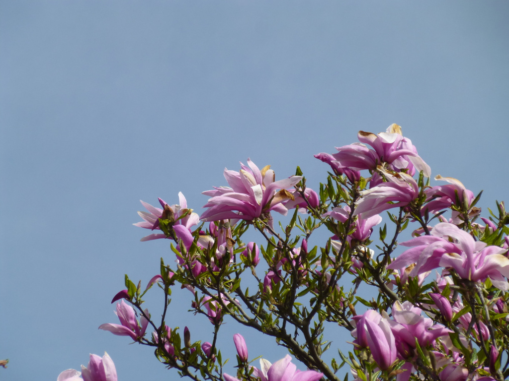 Magnolia by stephomy