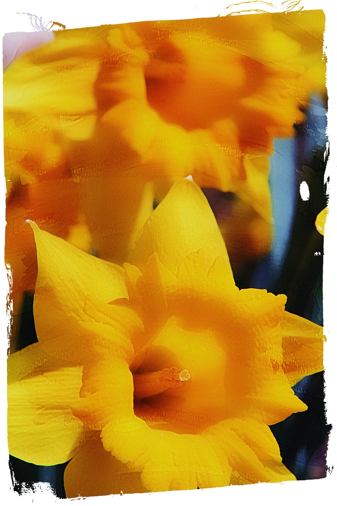 Daffodils by digitalrn