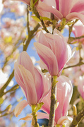 9th Apr 2014 - Pastel Magnolias