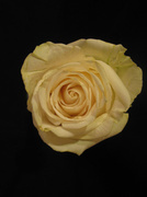 10th Apr 2014 - White Rose