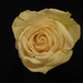 White Rose by april16