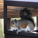 One Man's Trash . . . Is a Little Squirrel's Lunch by genealogygenie
