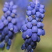 Bunches of Grapes by genealogygenie