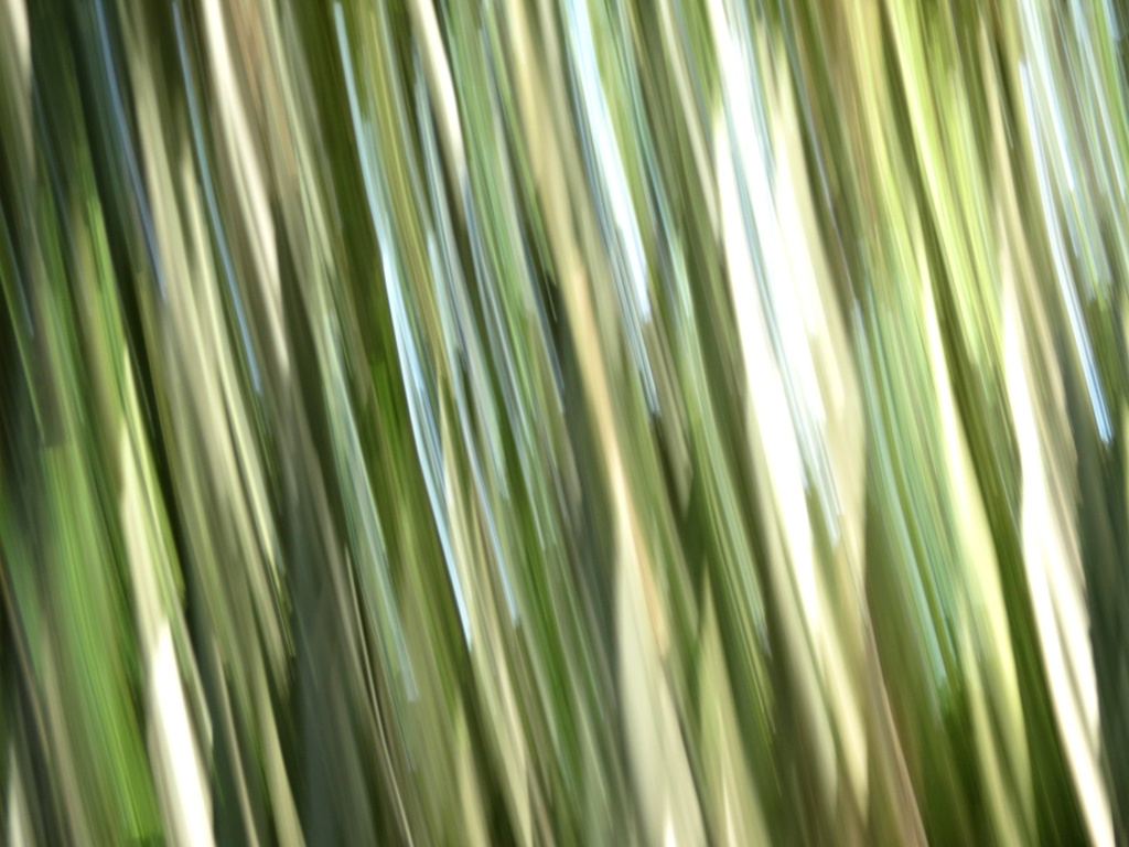 Bamboo Forest by grammyn