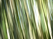 10th Apr 2014 - Bamboo Forest