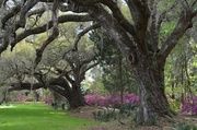 11th Apr 2014 - Magnolia Gardens, Charleston, SC