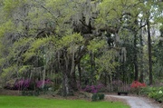10th Apr 2014 - Magnolia Gardens, Charleston, SC